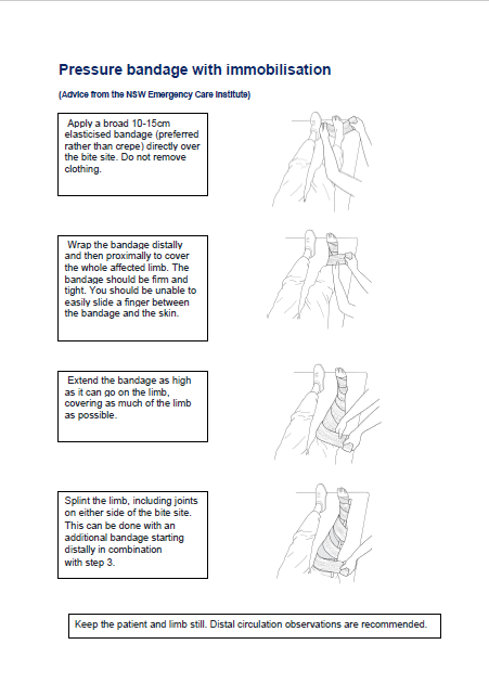 Applying a pressure immobilisation bandage (PIB or PIT (technique)) for snake, funnel web, cone shell or blue ringed octopus bite.